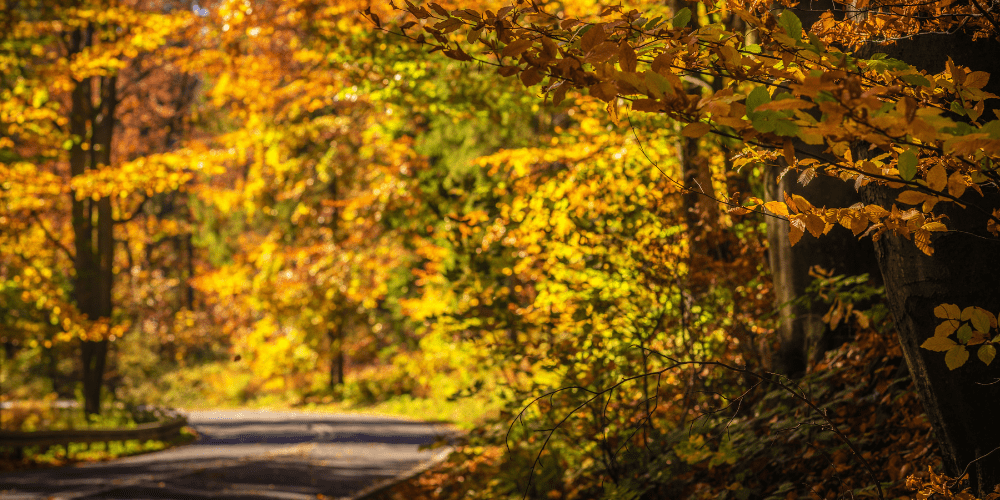 14 Best Fall Foliage Outings to Take in Connecticut